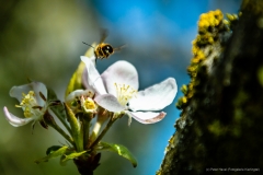 Biene mit Apfelblüte im Flug