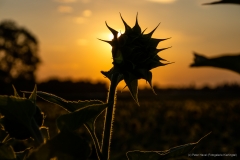Nr. 13: "Strahlkraft", Sonnenblume schaut sich Sonnenuntergang in Wolfpassing an, 10. Juli 2019, 20:22h